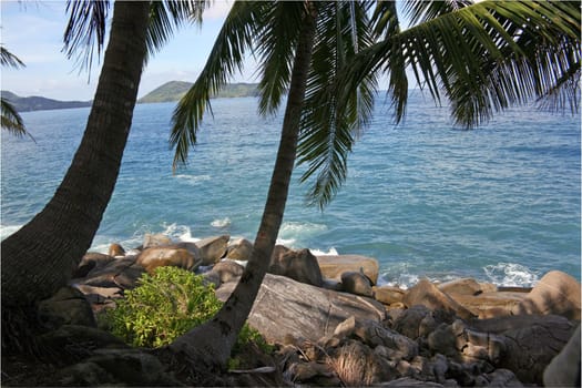 Rocky coast of ocean and palm tree