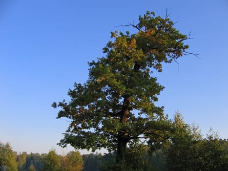 Autumn Oak tree with yellow foliage