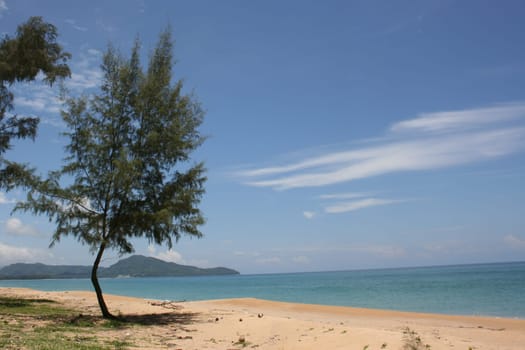Pine tree on a sandy coast of ocean