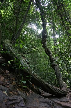 Bent trunk of the old liana tree