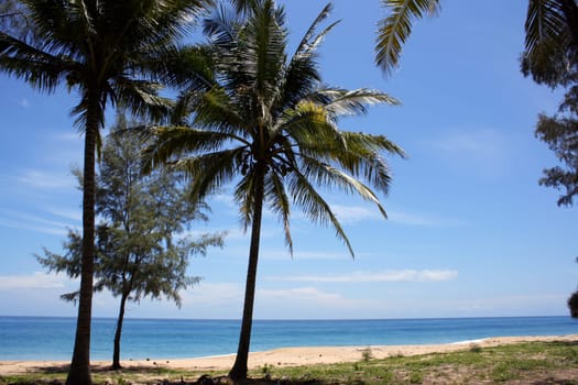 Sandy coast of the ocean and coconut palm