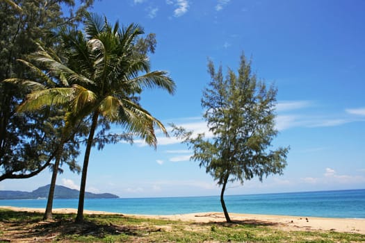Pine and coconut tree on the ocean beach