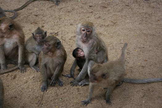 mother and child monkey cuddle together