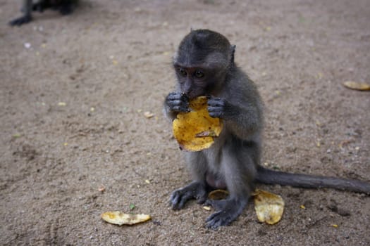 Young lovable monkey eating banana. it is a curiosity