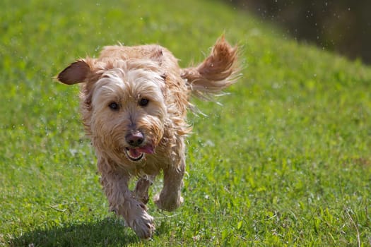 Mixed breed after full bath