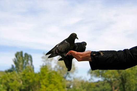 couple of rock pigeon on hands of young girl