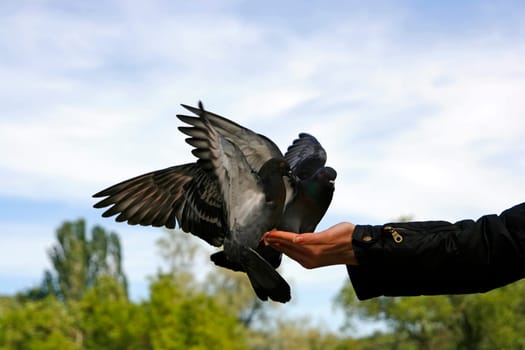 couple of rock pigeon on hands of young girl
