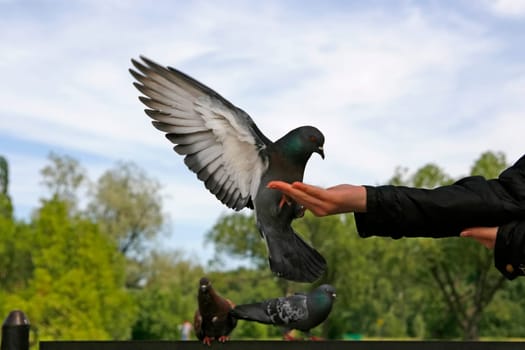 rock pigeon on hands of young girl
