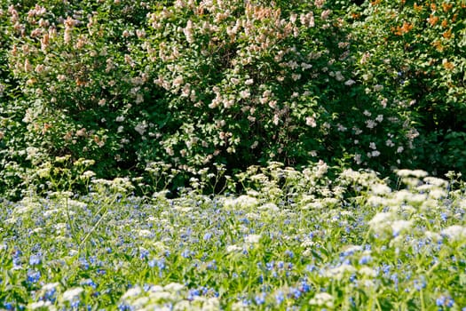 Texture of the summer flower meadow