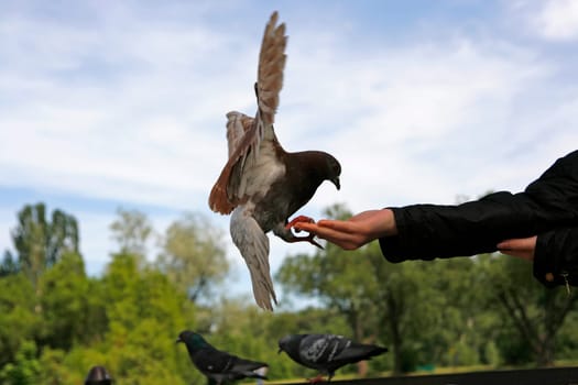 pigeon eating from hands of young girl