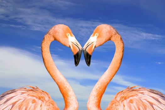Two pink flamingos like heart on the clouds sky background