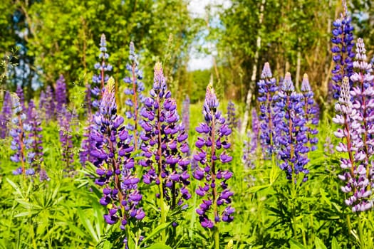 Flower colour meadow in the summer day
