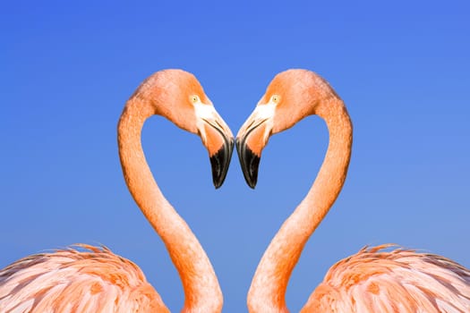 Two pink flamingos like heart on blue sky background