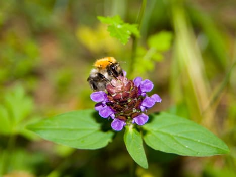 Bumblebee collecting pollen on the flower