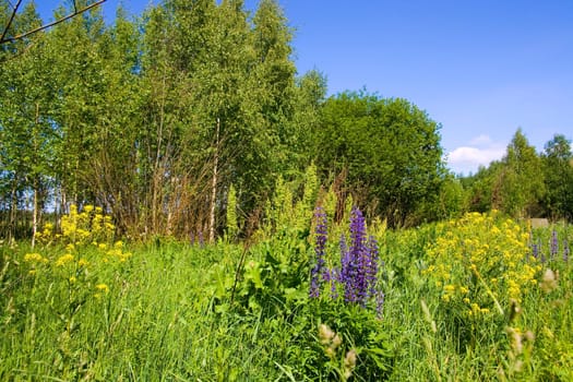 Flower colour meadow in the summer day