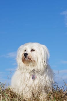 Havanese as a photo model