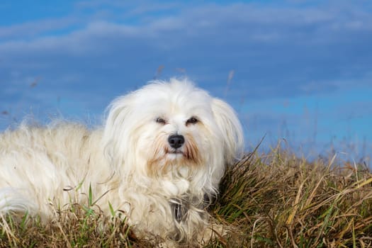 Havanese as a photo model