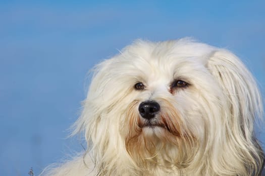 Havanese as a photo model