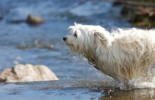 Havanese in the water