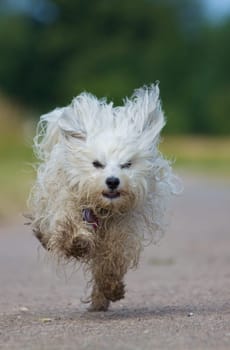 Running Havanese