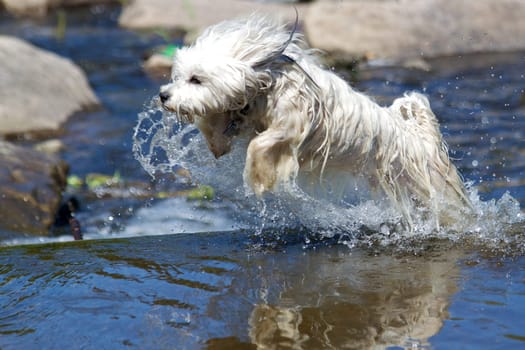 Havanese in the water