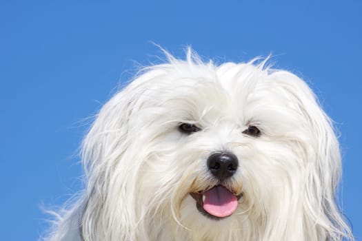 Havanese in the sunshine