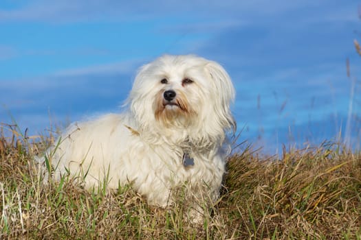 Havanese as a photo model