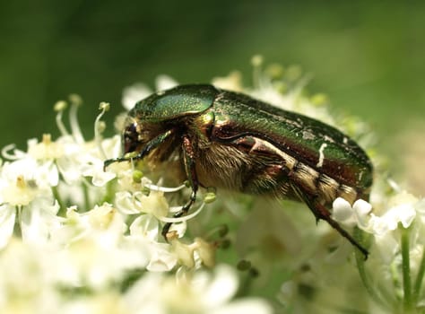 Rose chafer