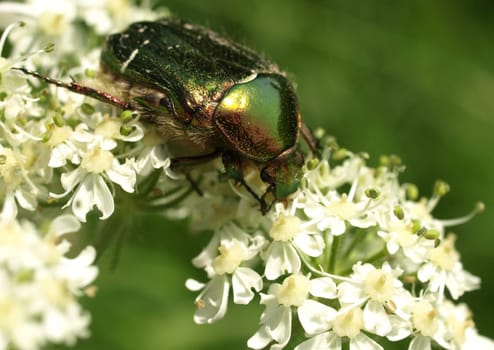Rose chafer