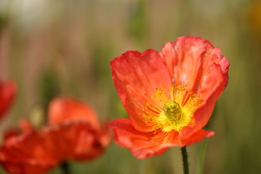 details of a red papaver