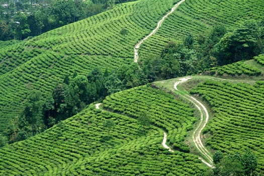 Serpentine paths running across tea garden on slope of hills