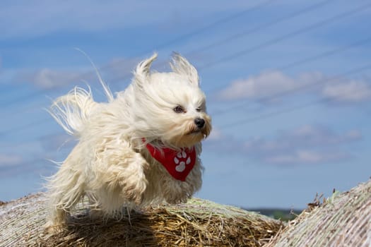 Flying Havanese