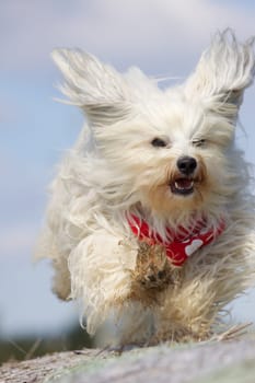 Flying ears