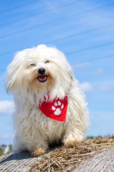 Havanese in good weather