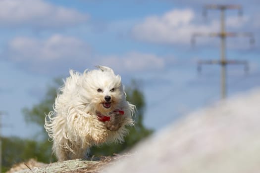 Happy Havanese