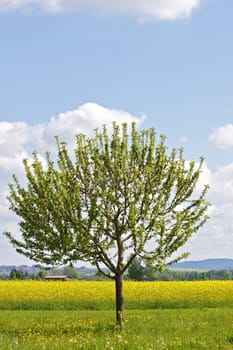 Tree in spring