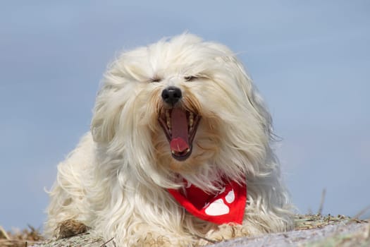 Havanese in good weather