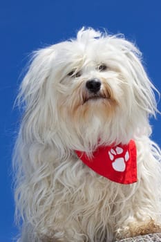 Havanese in good weather