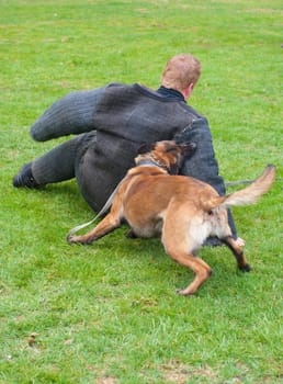 german shepherd dog attacks man in a protective suit