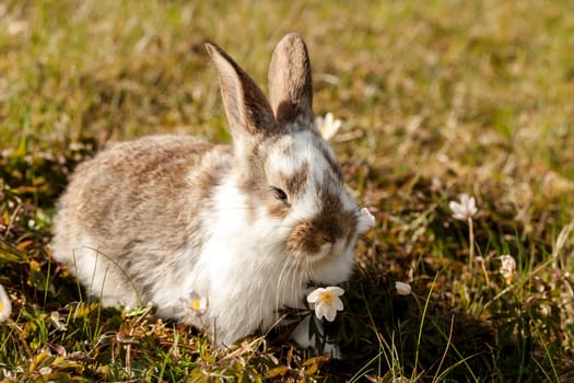 little bunny
