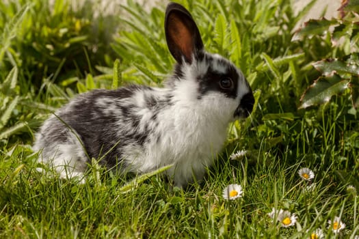 little bunny