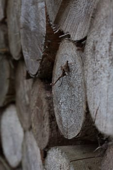 Wood