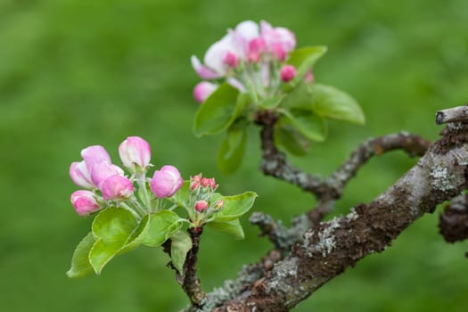 Apple blossom