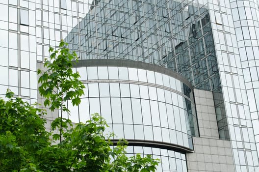Modern glass façade and tree