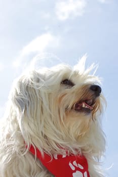 Havanese in good weather