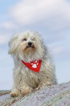 Havanese in good weather