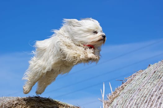 Flying Dog