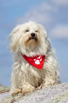 Havanese in good weather