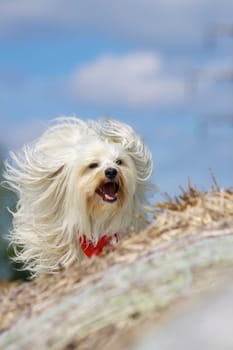 Flying Fur
