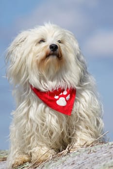 Havanese in good weather